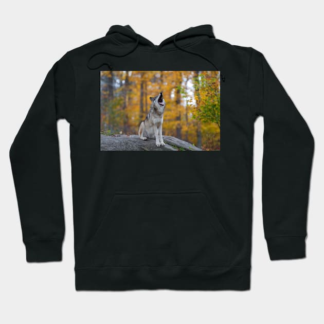 Timber Wolf Hoodie by Jim Cumming